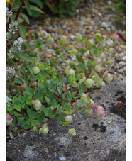 Origanum rotundifolium 'Jan's Pink'