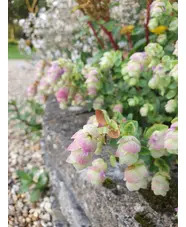 Origanum rotundifolium 'Jan's Pink'