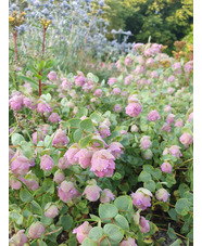 Origanum rotundifolium 'Jan's Pink'