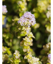 Origanum vulgare 'Aureum Crispum'