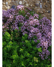 Origanum vulgare 'Compactum'