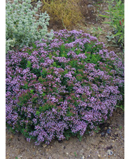 Origanum vulgare 'Compactum'