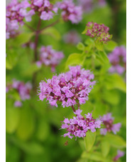 Origanum vulgare 'Pink Thumbles'