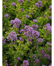 Origanum vulgare 'Pink Thumbles'