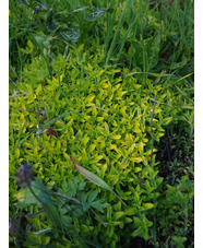Origanum vulgare 'Aureum' Long-leafed form 1L