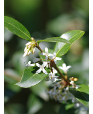 Osmanthus x burkwoodii 