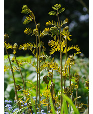 Osmunda regalis 'Purpurescens'