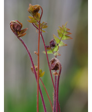 Osmunda regalis 'Purpurescens'