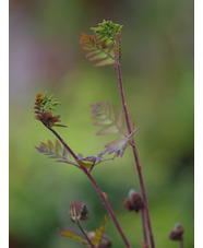 Osmunda regalis 'Purpurescens'