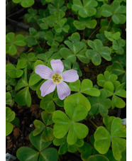 Oxalis oregana