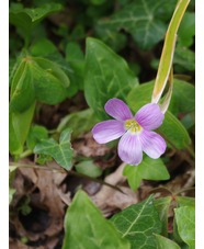 Oxalis oregana