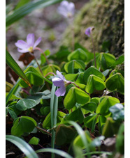 Oxalis oregana