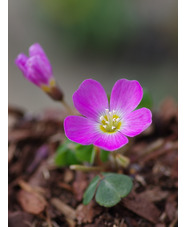 Oxalis oregana darker pink form
