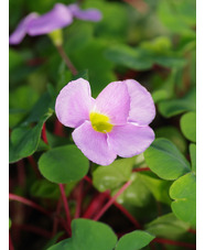 Oxalis purpurea Lavender form