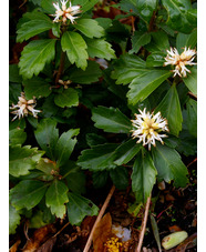 Pachysandra terminalis