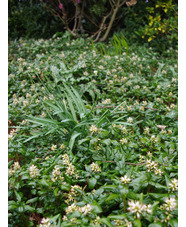 Pachysandra terminalis 'Green Sheen'