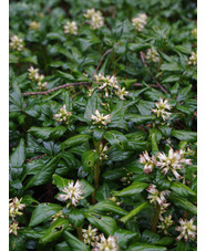 Pachysandra terminalis 'Green Sheen'