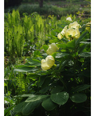 Paeonia daurica subsp. mlokosewitschii 