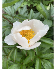 Paeonia lactiflora hybrids 