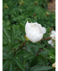 Paeonia lactiflora hybrids 