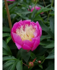 Paeonia lactiflora 'Bowl of Beauty'