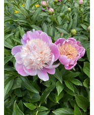 Paeonia lactiflora 'Evening World'