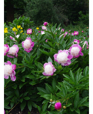 Paeonia lactiflora 'Evening World'