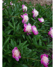 Paeonia lactiflora 'Evening World'