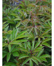 Paeonia lactiflora 'Shirley Temple'
