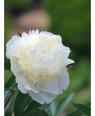 Paeonia lactiflora 'Shirley Temple'