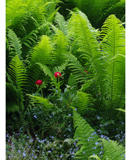 Paeonia peregrina (aff.)