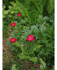 Paeonia peregrina (aff.)