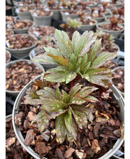 Paeonia single flowered mixed colours
