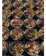 Paeonia single flowered mixed colours
