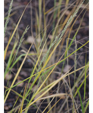 Panicum amarum