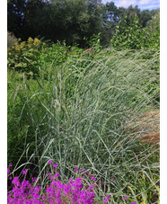 Panicum amarum