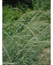 Panicum amarum