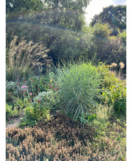 Panicum amarum 'Dewey Blue' 
