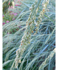 Panicum amarum 'Dewey Blue' 