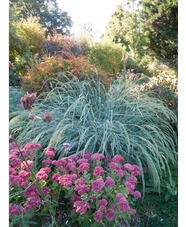 Panicum amarum 'Dewey Blue' 