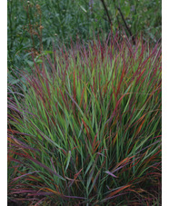 Panicum virgatum 'Cheyenne Sky'