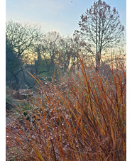 Panicum virgatum 'Cheyenne Sky'