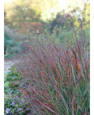 Panicum virgatum 'Cheyenne Sky'