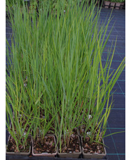 Panicum virgatum 'Heavy Metal'