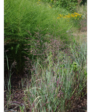 Panicum virgatum 'Purple Haze'