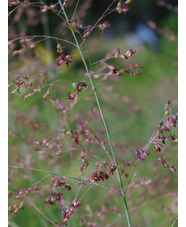 Panicum virgatum 'Purple Haze'