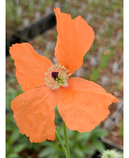 Papaver triniifolium