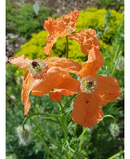 Papaver triniifolium