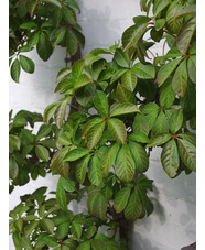 Parthenocissus henryana