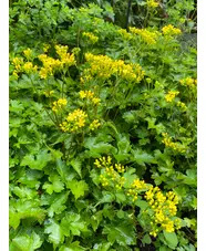 Patrinia triloba var. palmata